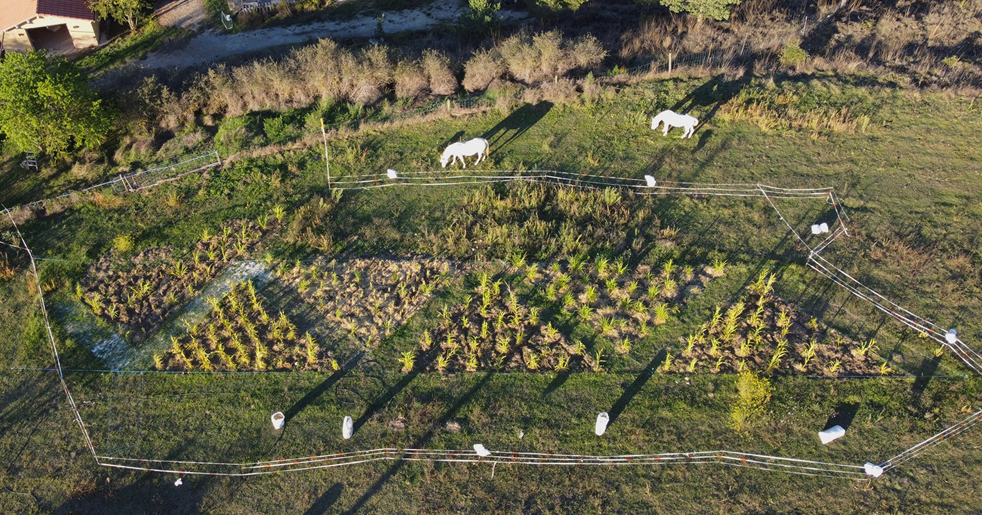 4 - GENERAL AMB CAVALLS